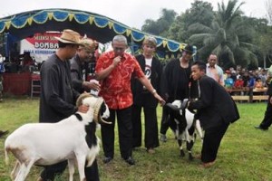 Bupati Kuningan, H AcepPurnama saat membuka seni ketangkasan domba.